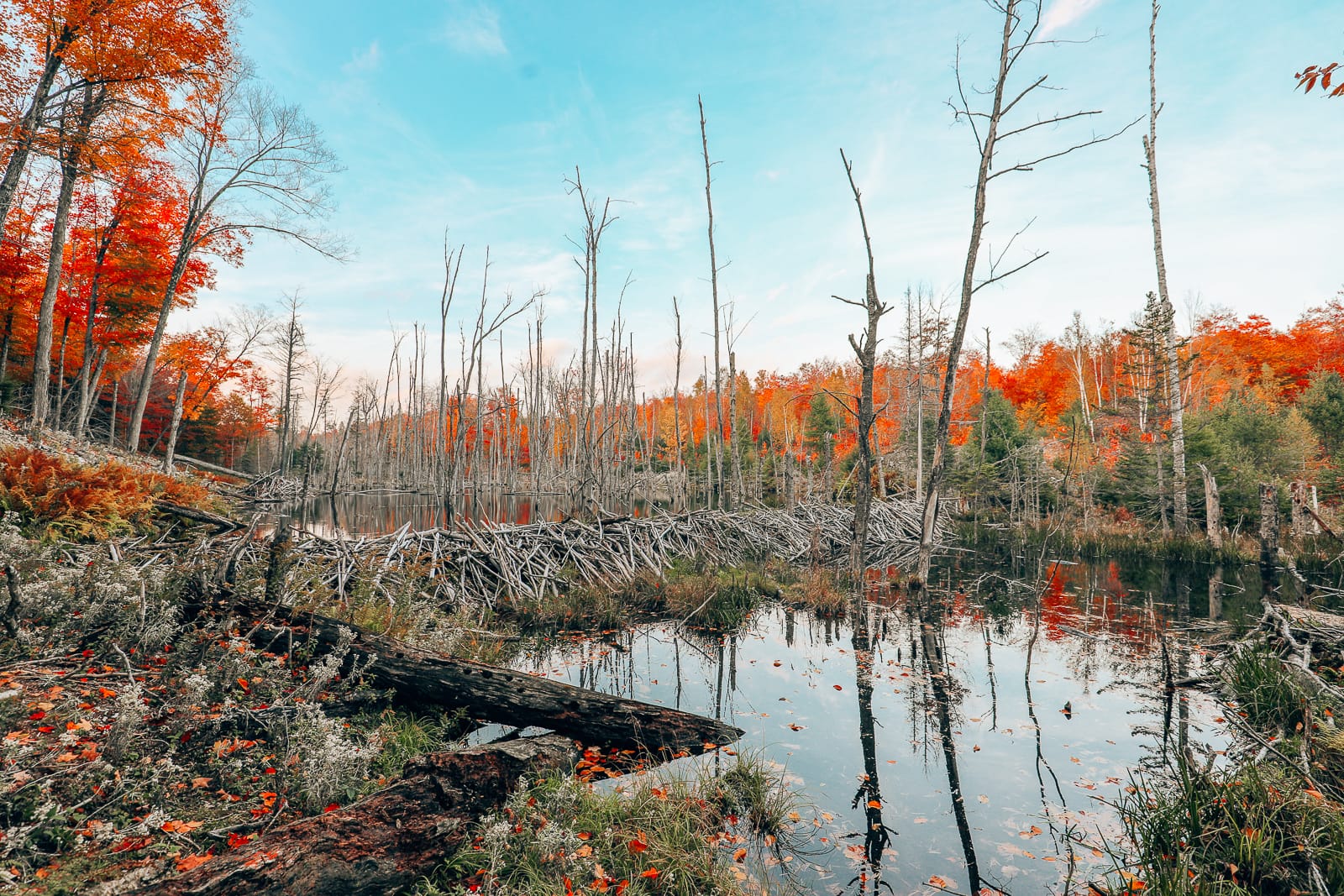 Getting Lost In Nature (And With Beavers) In Quebec, Canada (16)