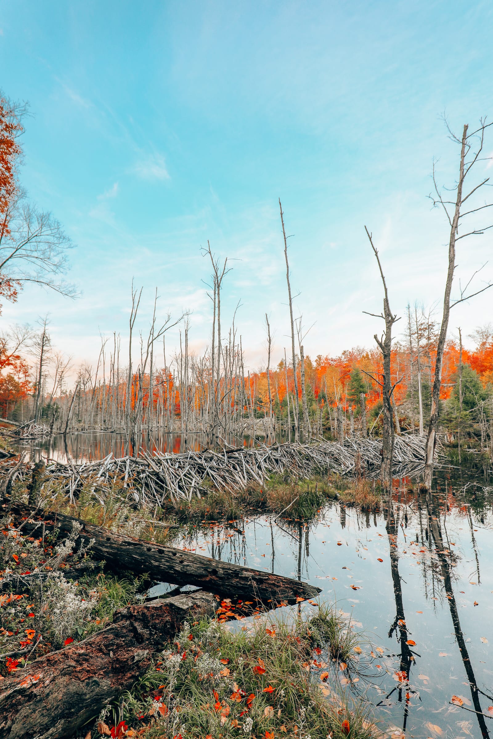 Getting Lost In Nature (And With Beavers) In Quebec, Canada (17)