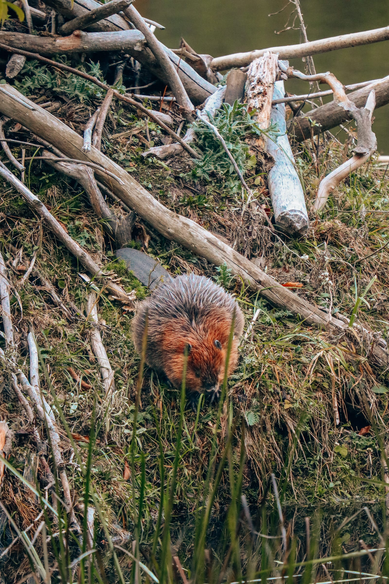 Getting Lost In Nature (And With Beavers) In Quebec, Canada (20)