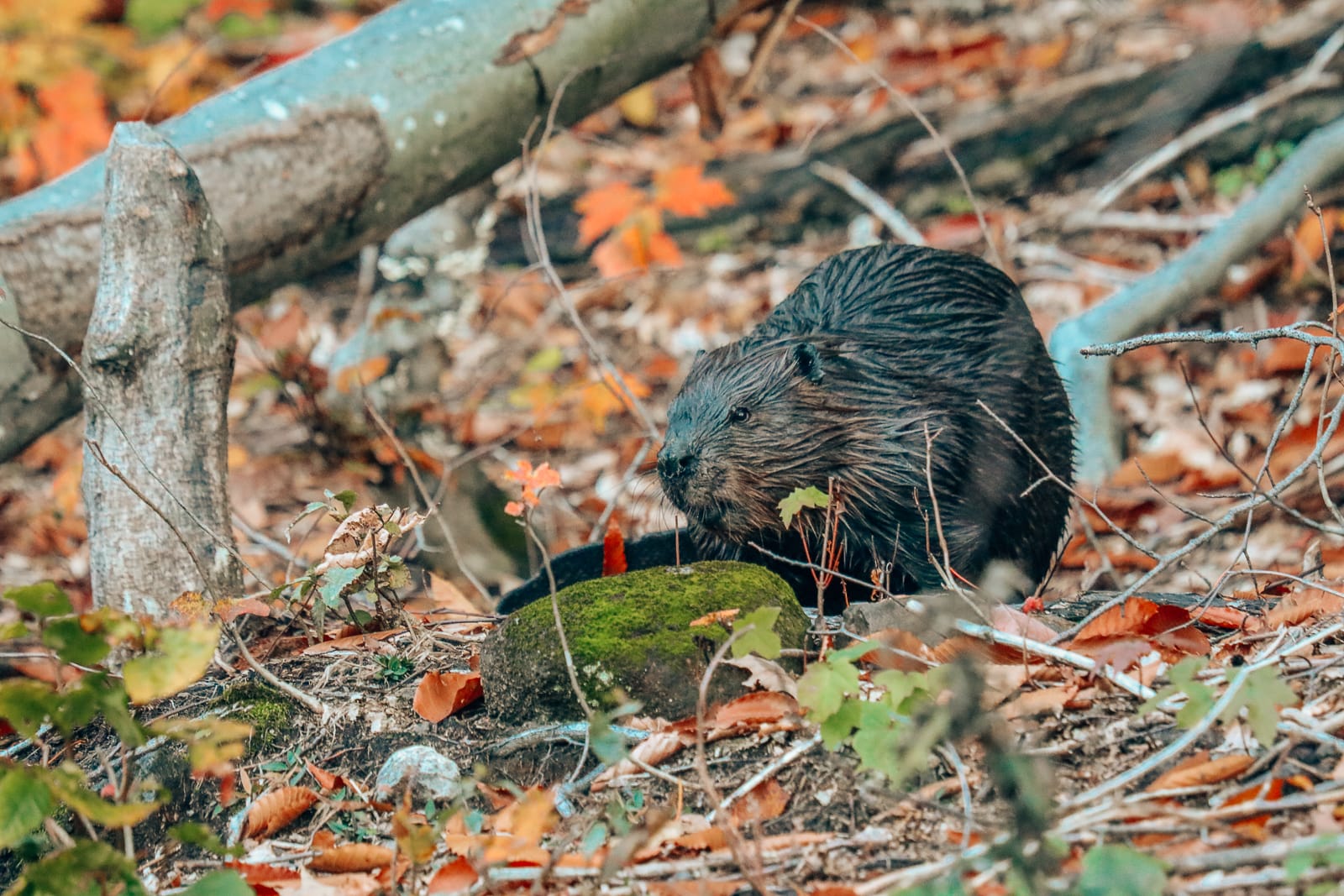 Getting Lost In Nature (And With Beavers) In Quebec, Canada (24)