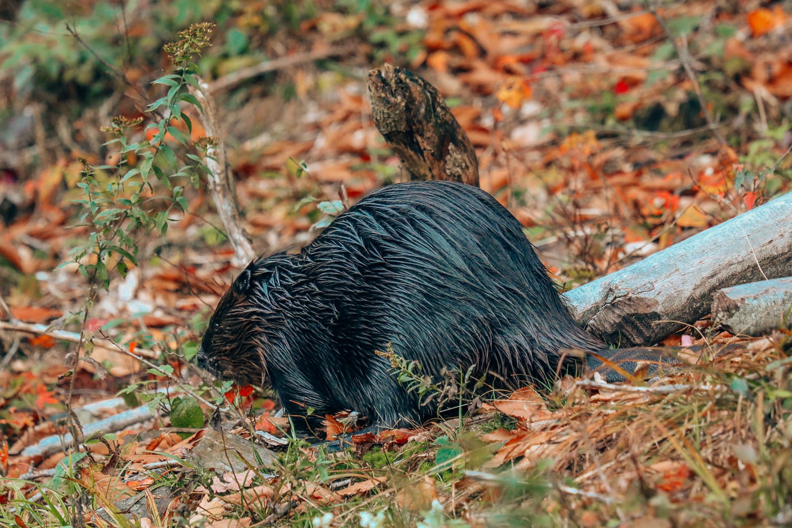 Getting Lost In Nature (And With Beavers) In Quebec, Canada (25)