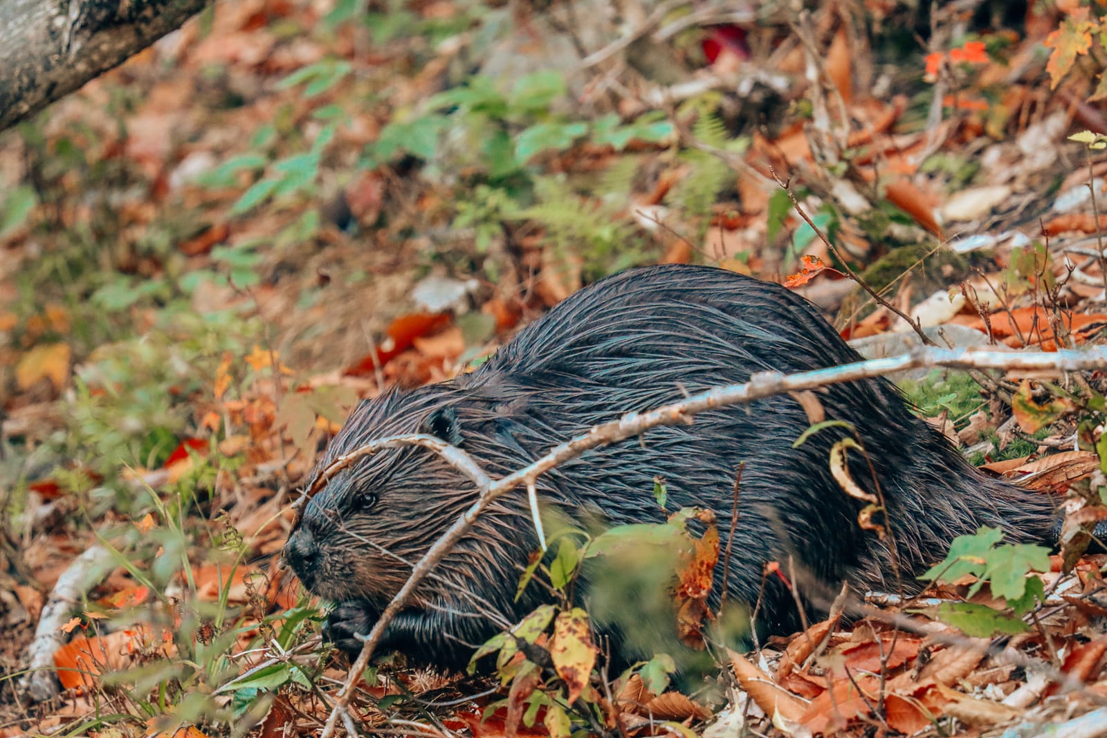 Getting Lost In Nature (And With Beavers) In Quebec, Canada (26)