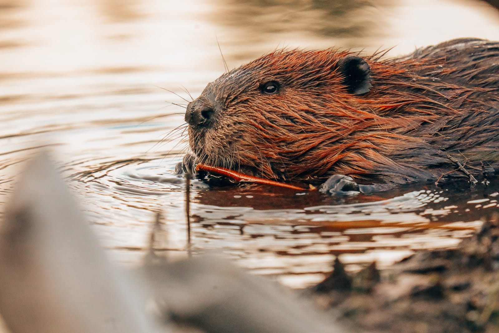 Getting Lost In Nature (And With Beavers) In Quebec, Canada (29)