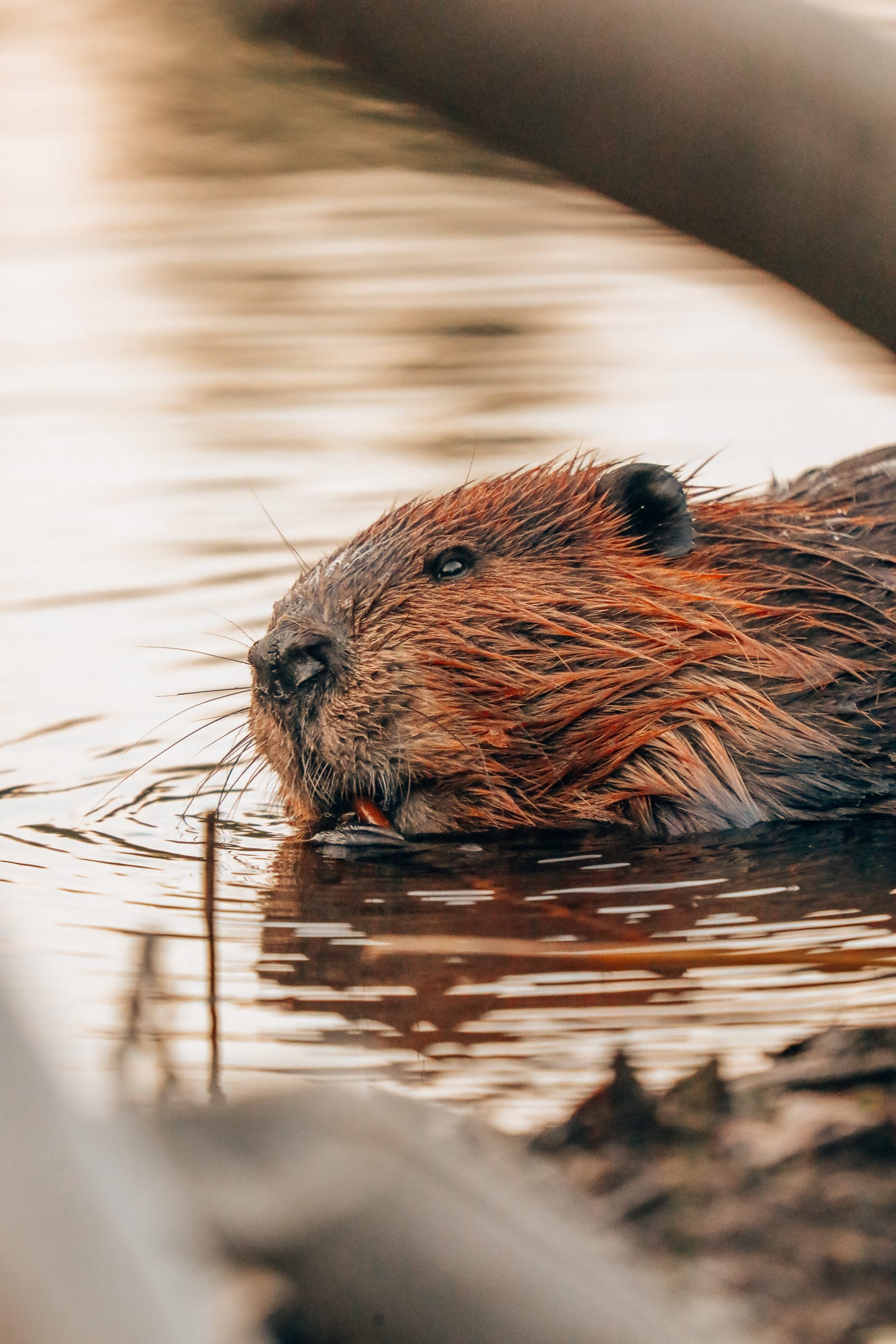 Getting Lost In Nature (And With Beavers) In Quebec, Canada (30)